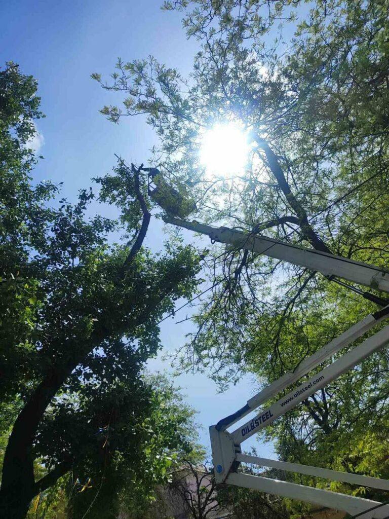 Штормовий вітер повалив в Одесі дерева та великі гілки (фото)