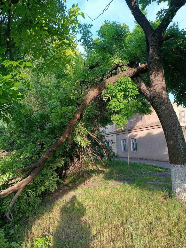 Штормовий вітер повалив в Одесі дерева та великі гілки (фото)
