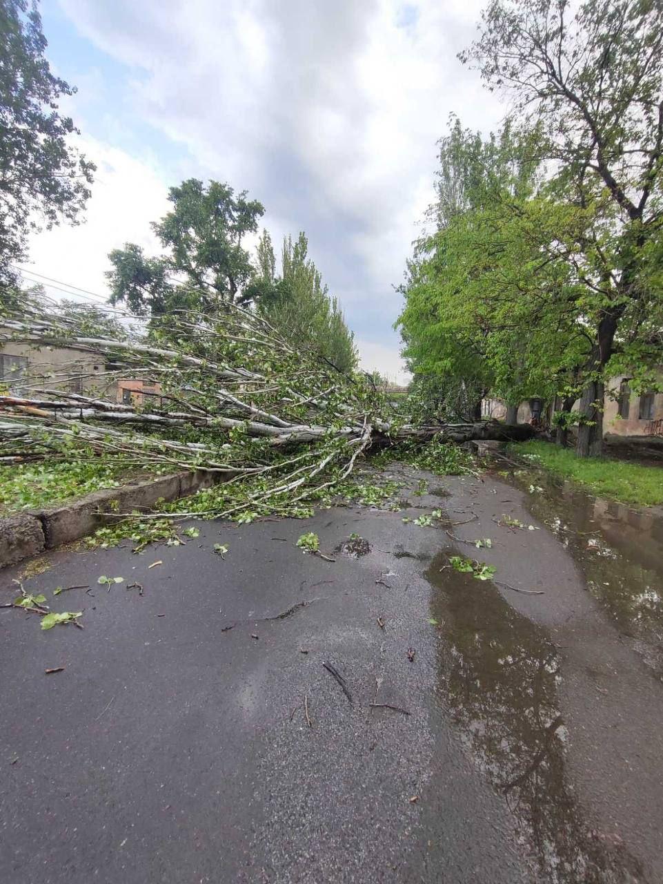 В Одесі сильний вітер повалив дерева та великі гілки