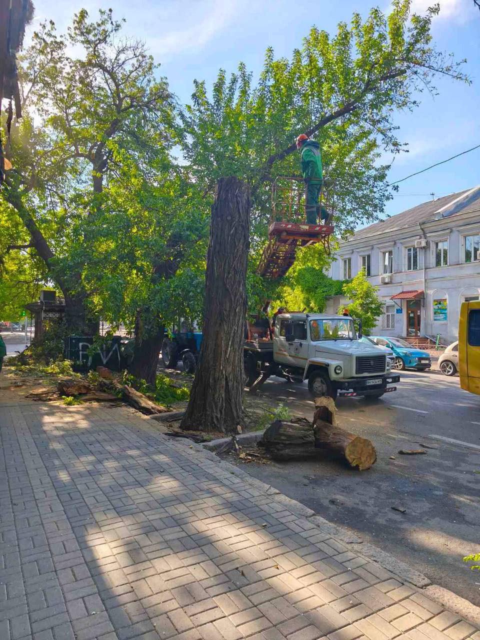 В Одесі сильний вітер повалив дерева та великі гілки