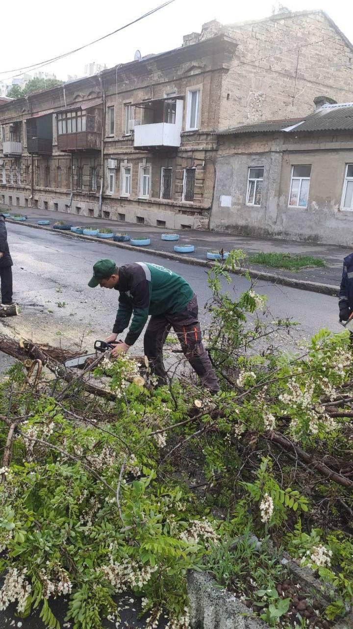 В Одесі сильний вітер повалив дерева та великі гілки
