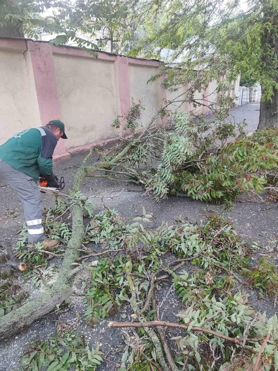 В Одесі сильний вітер повалив дерева та великі гілки