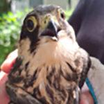 Одесситы спасли двух пострадавших от воздушного удара хищных птиц
