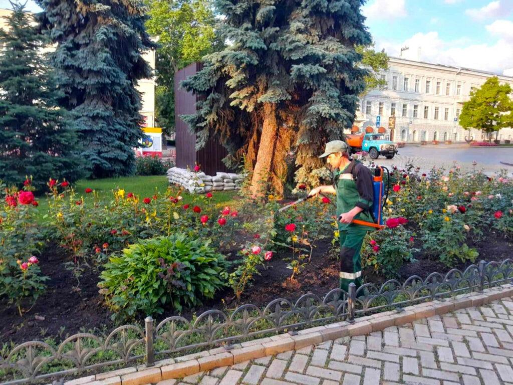 Одеські озеленювачі борються з попелицею на трояндах (фото)