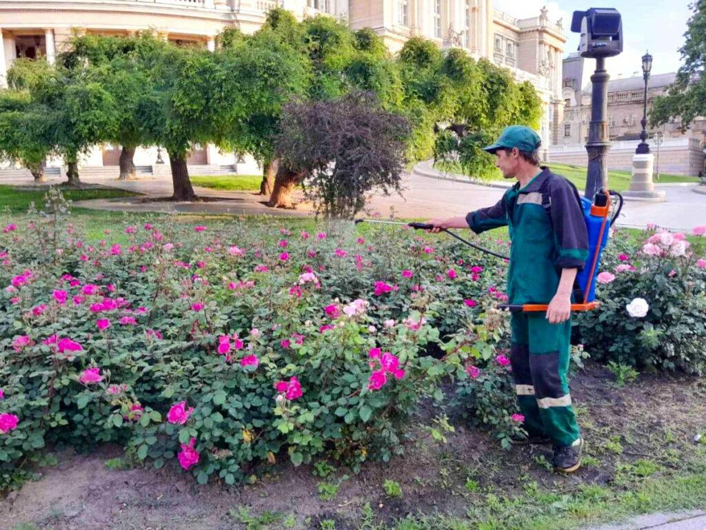 Одеські озеленювачі борються з попелицею на трояндах (фото)
