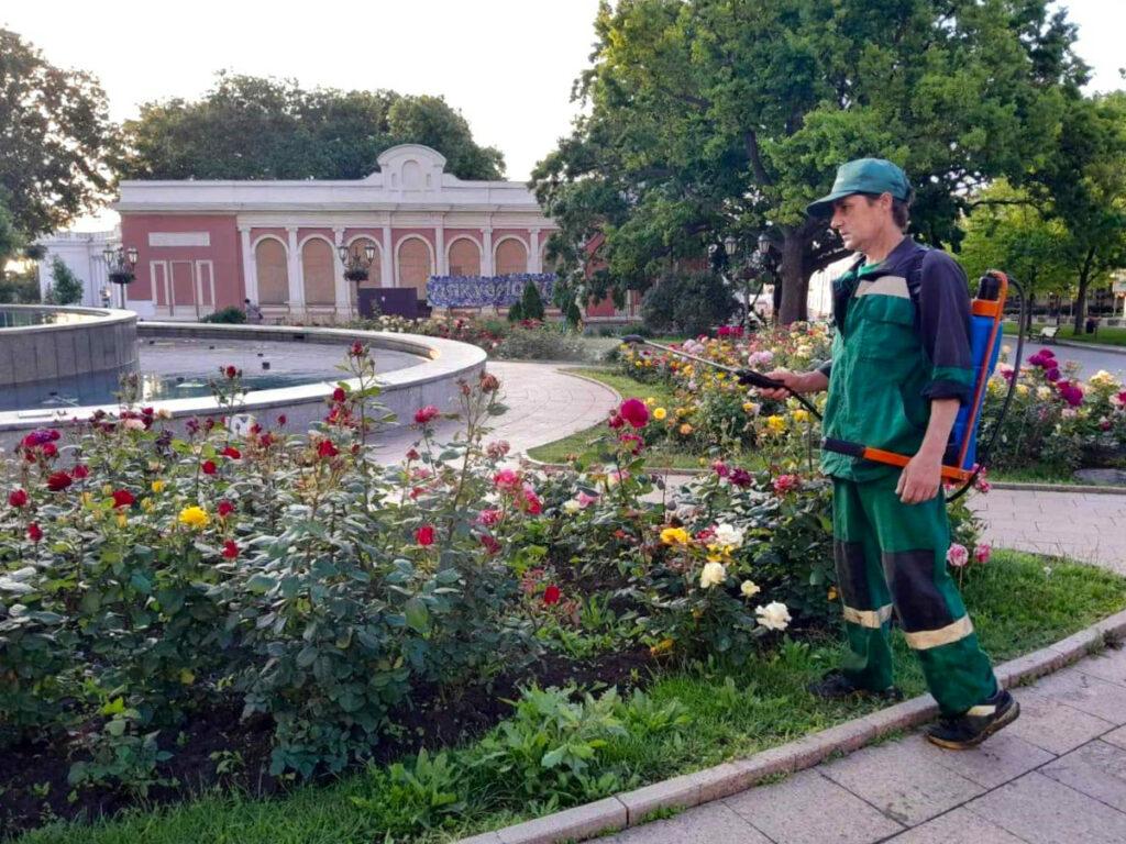 Одеські озеленювачі борються з попелицею на трояндах (фото)