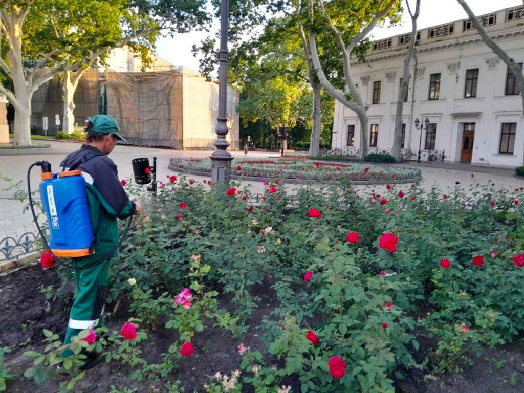 Одеські озеленювачі борються з попелицею на трояндах (фото)
