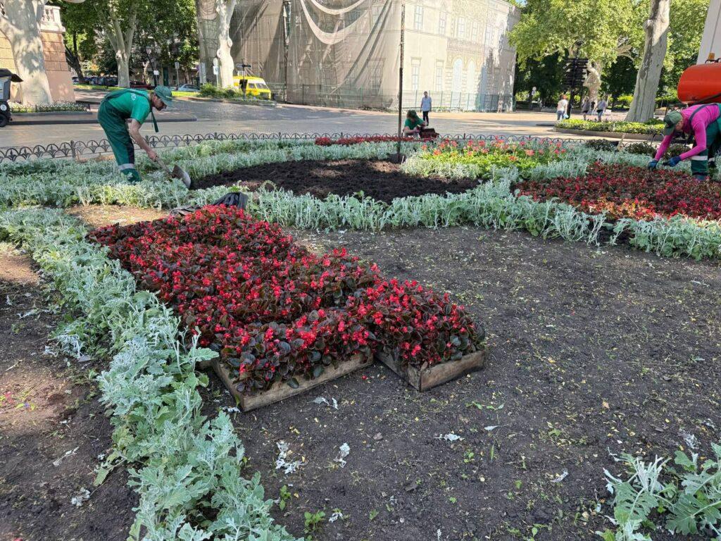 Майже 15 тисяч літніх квітів прикрасять клумбу на Біржовій площі в Одесі