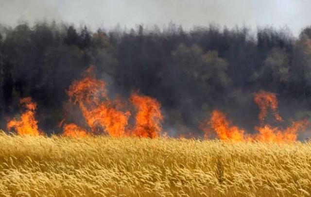 На Одещині горіли пшеничне поле та суха трава