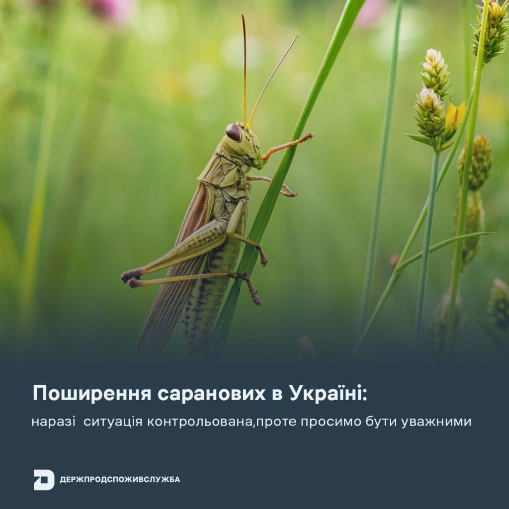 Сарана масово атакує Україну: на Одещині знищили осередки шкідників