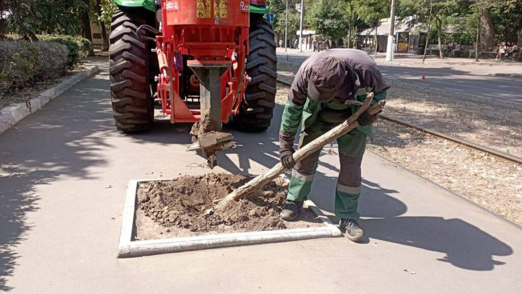 З початку року в Одесі викорчували понад 600 пнів