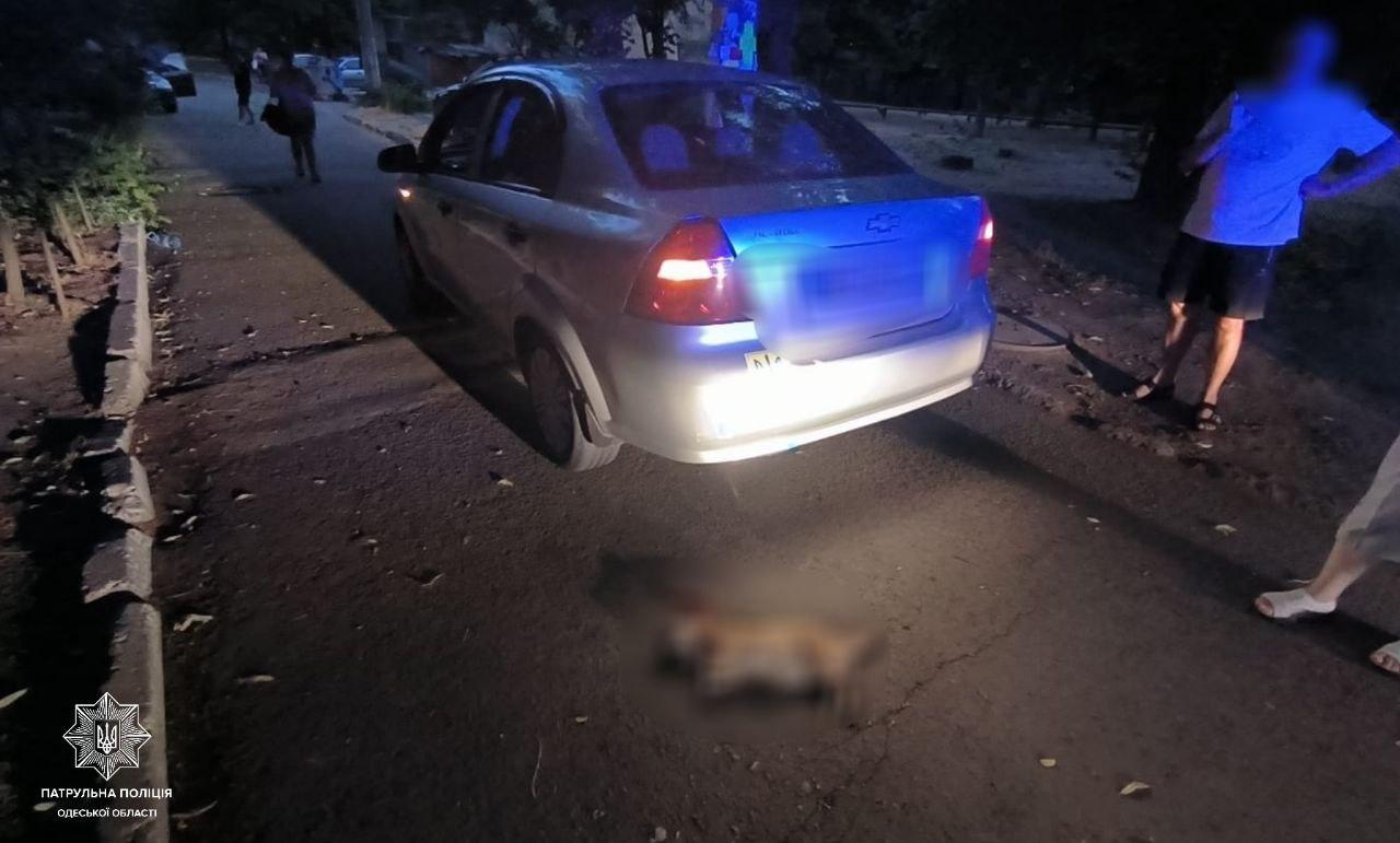 В Одессе легковушка насмерть сбила собаку