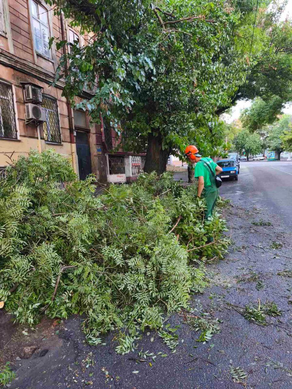 В Одесі штормовий вітер повалив дерева та великі гілки (фото)