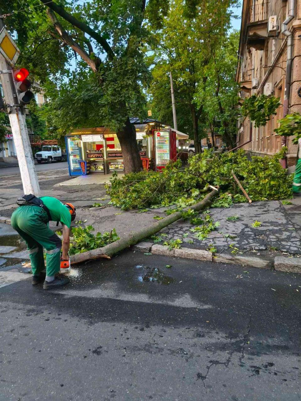 В Одесі штормовий вітер повалив дерева та великі гілки (фото)