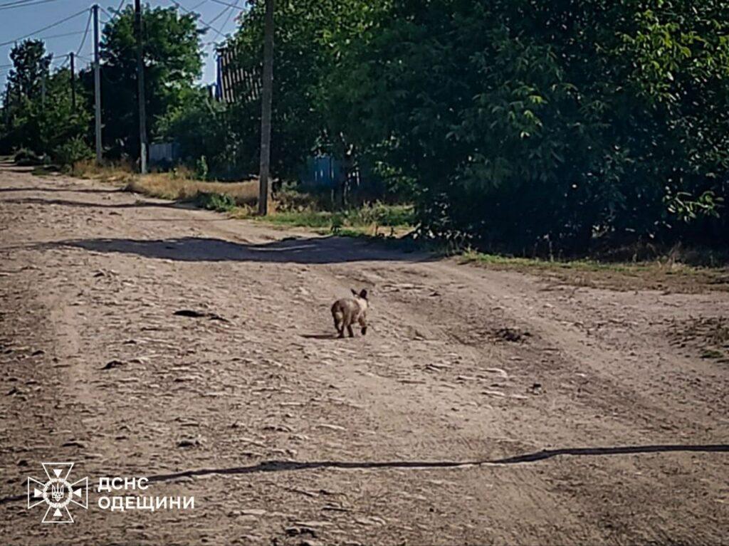На Одещині врятували цуценя, що впало в яму