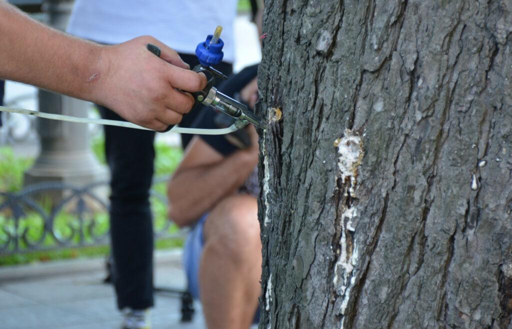 В Одесі близько 1000 каштанів вакцинували від шкідників