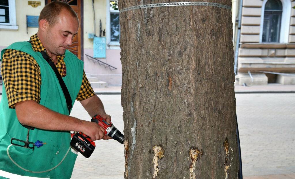 В Одесі близько 1000 каштанів вакцинували від шкідників