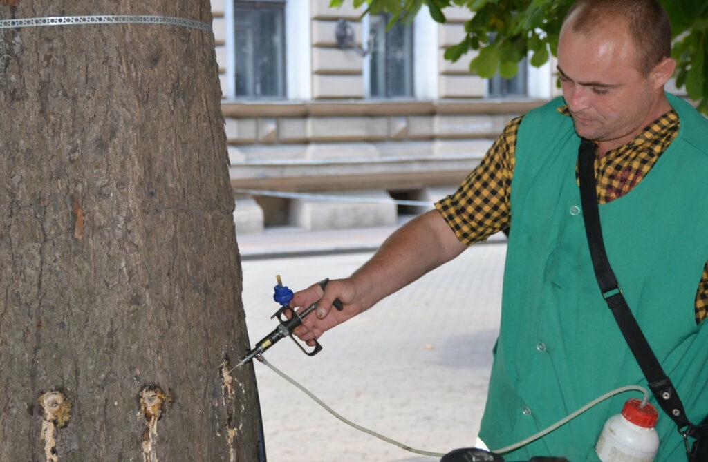 В Одесі близько 1000 каштанів вакцинували від шкідників