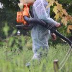 Борьба с амброзией: в Одессе уничтожают опасный сорняк