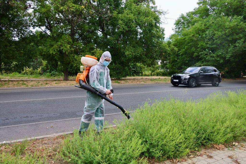 Борьба с амброзией: в Одессе уничтожают опасный сорняк