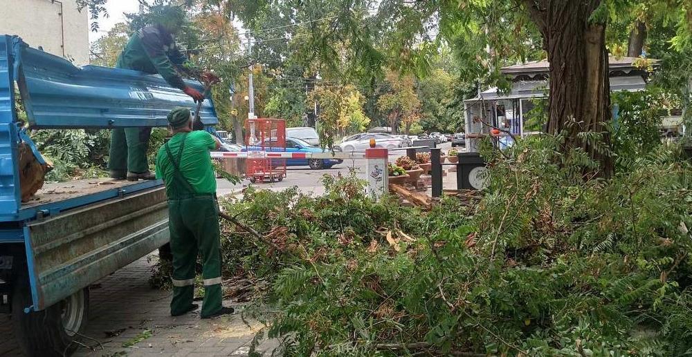 В Одессе из-за непогоды повалено 73 дерева и крупные ветви