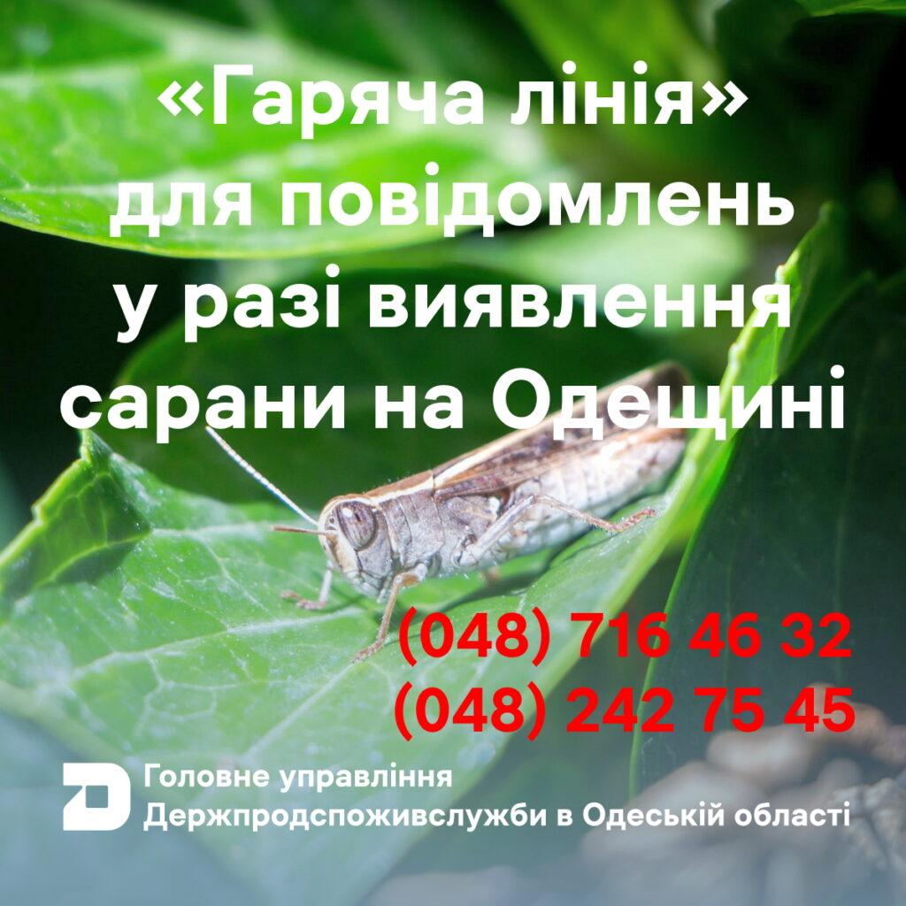 Користь чи шкода: в Одеській області спостерігається активність сарани та коників