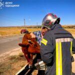 В Одесской области спасли корову, застрявшую в дорожном отбойнике