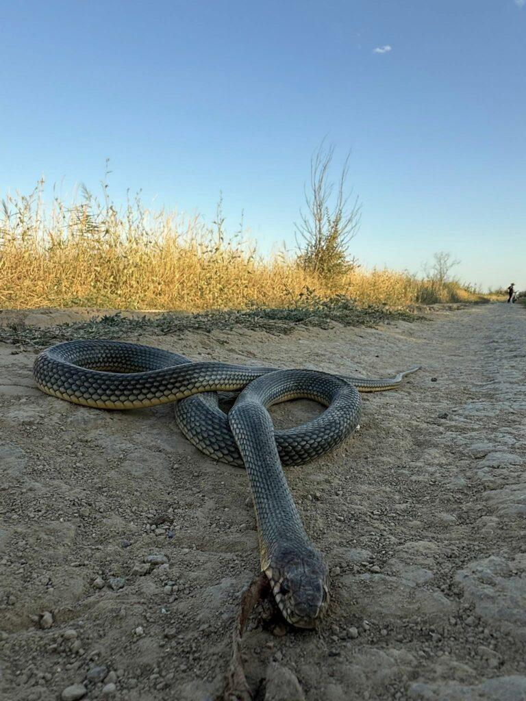 Червонокнижні плазуни стають жертвами людської байдужості на Одещині