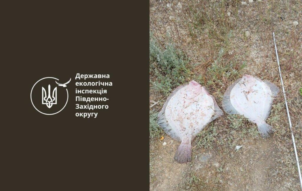 В Одесской области суд наказал браконьера за отлов двух камбал