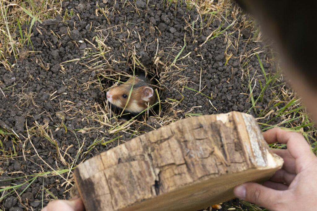 Червонокнижних хом’яків повертають у дику природу на Одещині