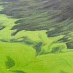 Массовое «цветение» моря в Одессе: экоинспекторы обнаружили превышение вредных веществ