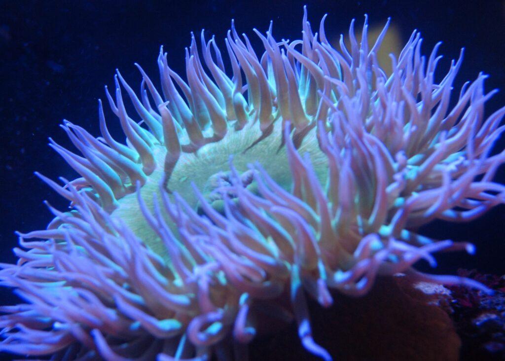 В Черном море возле Одессы водятся морские животные, которые охотятся с помощью щупалец