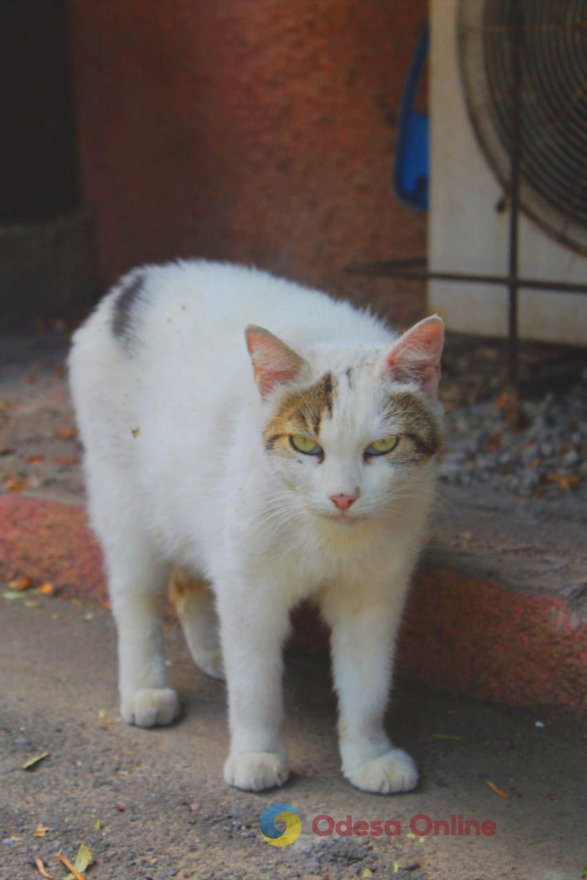 Одеські котики та їхні дворики (фоторепортаж)