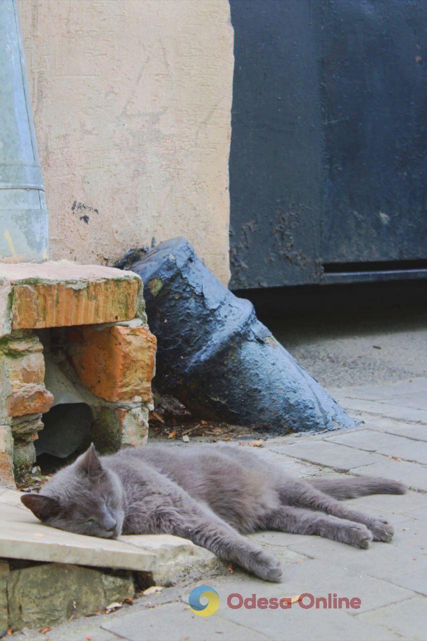 Одеські котики та їхні дворики (фоторепортаж)