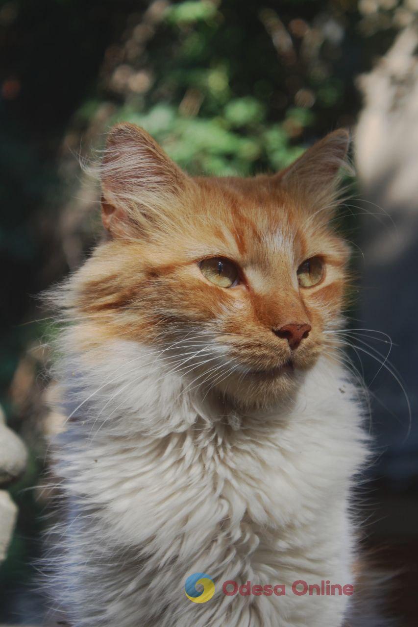 Одеські котики та їхні дворики (фоторепортаж)