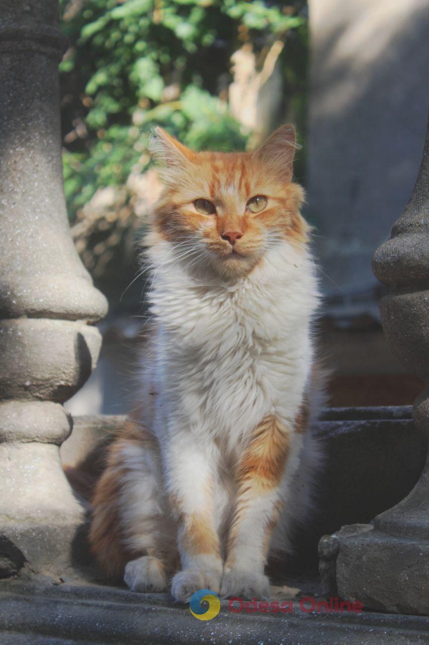 Одеські котики та їхні дворики (фоторепортаж)