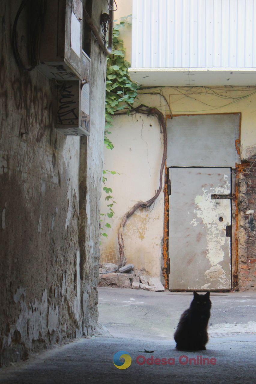 Одеські котики та їхні дворики (фоторепортаж)
