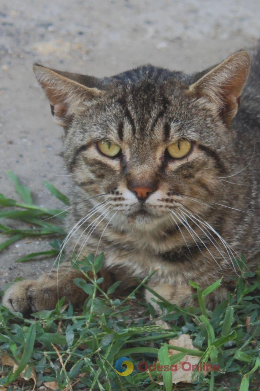 Одеські котики та їхні дворики (фоторепортаж)
