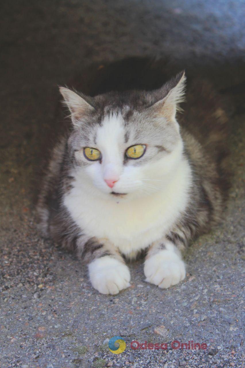 Одеські котики та їхні дворики (фоторепортаж)