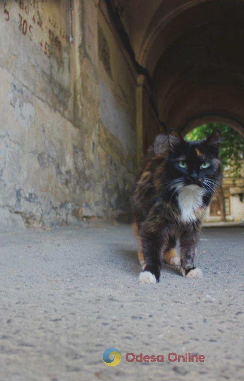 Одеські котики та їхні дворики (фоторепортаж)