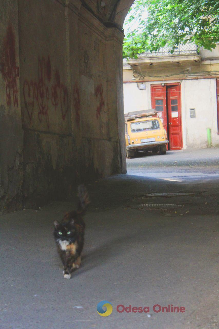 Одеські котики та їхні дворики (фоторепортаж)