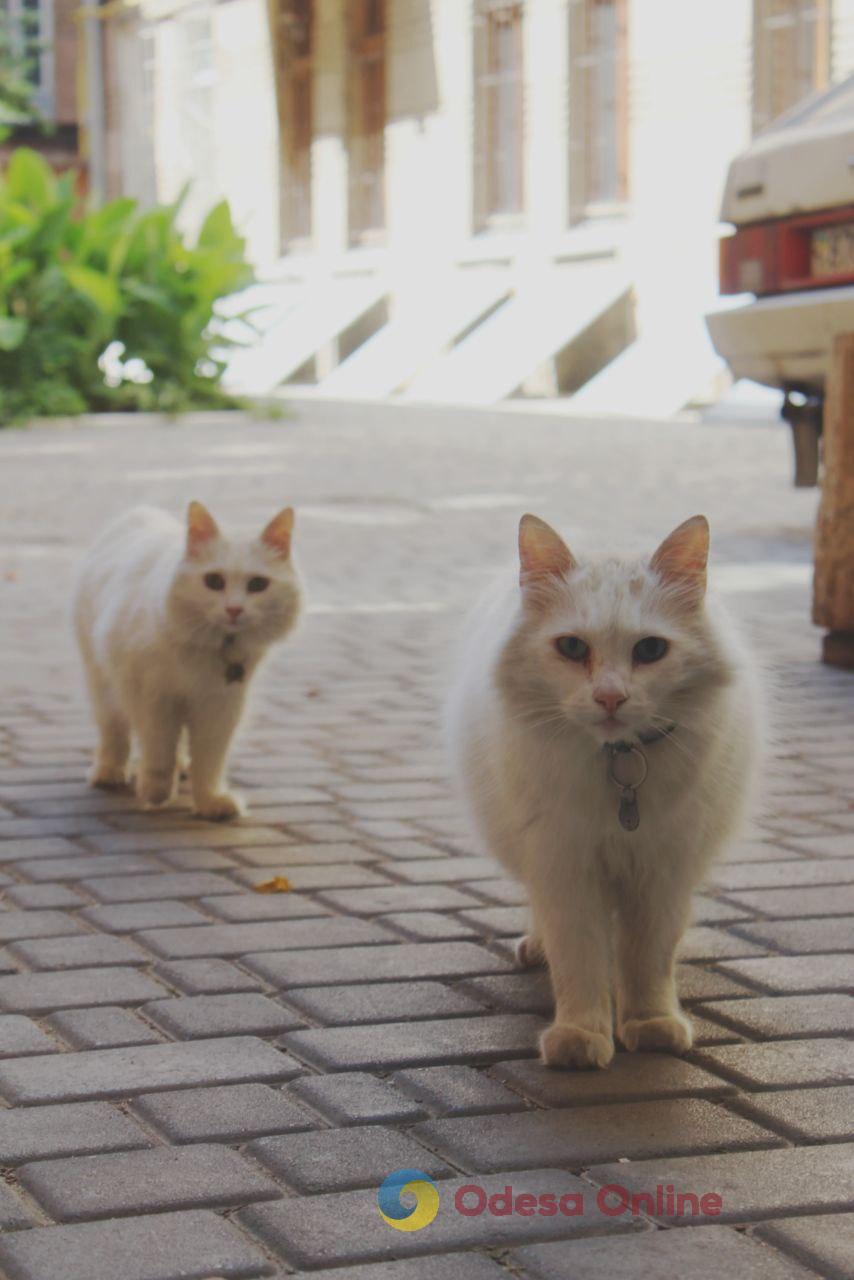 Одеські котики та їхні дворики (фоторепортаж)