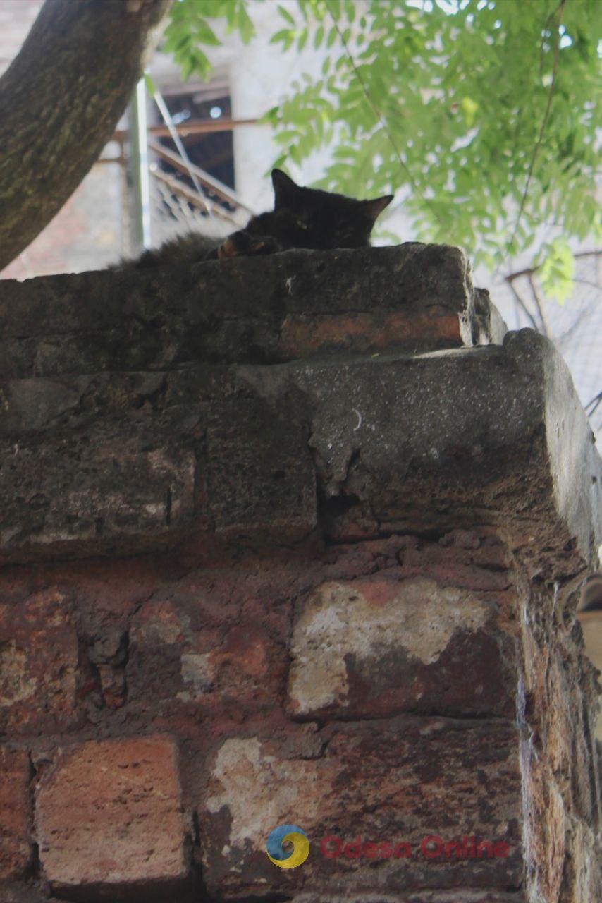 Одеські котики та їхні дворики (фоторепортаж)