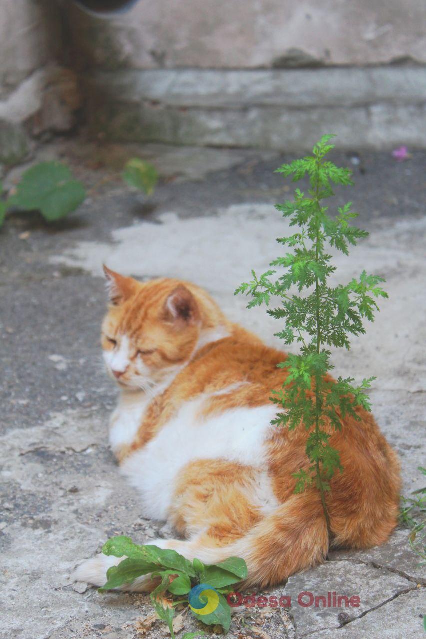 Одеські котики та їхні дворики (фоторепортаж)