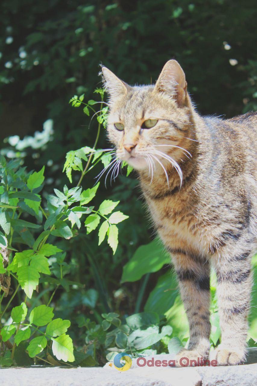 Одеські котики та їхні дворики (фоторепортаж)