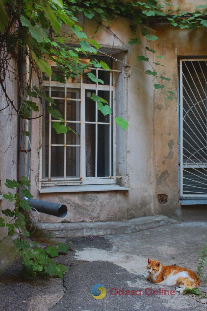 Одеські котики та їхні дворики (фоторепортаж)