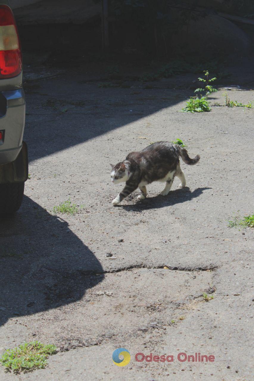 Одеські котики та їхні дворики (фоторепортаж)