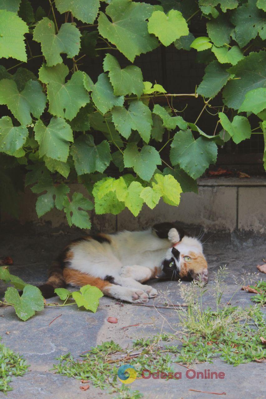 Одеські котики та їхні дворики (фоторепортаж)