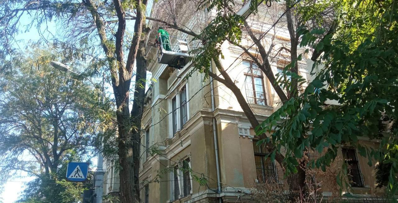 В Одессе этой осенью планируют посадить около тысячи молодых деревьев