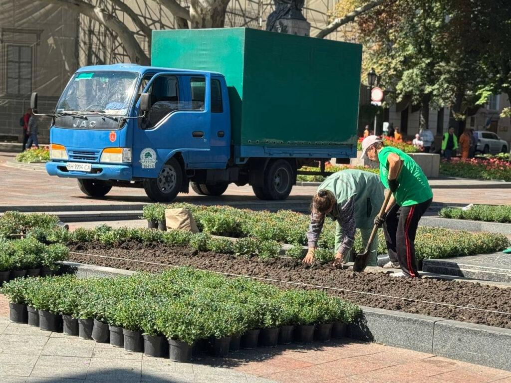 Десять тысяч кустов хризантем осенью украсят Одессу